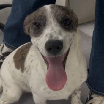 Lola Belle -  Labradoodle Dog for Adoption in New Philadelphia, Ohio - Lola Belle | PetCurious