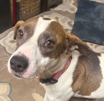 Rescue Pit Bull Terrier Dogs for Adoption in Fosters, Alabama - BAYLI - Sponsored Fee!! | PetCurious