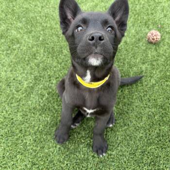 Shepherd Dogs Available for Adoption - Corvette  | PetCurious