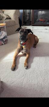 Doberman Pinscher and Shepherd Dogs Available for Adoption in Virginia Beach, Virginia - Rocco | PetCurious