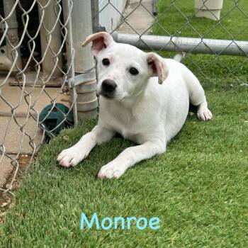 Jack Russell Terrier Dogs Available for Adoption in Semmes, Alabama - Monroe  | PetCurious
