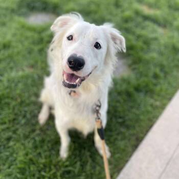Rescue Retriever and Mixed Breed Dogs for Adoption in Bend, Oregon - Nieves Aka Nelly | PetCurious