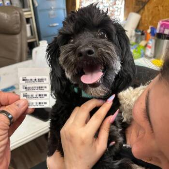 ROCKY BALBOA -  Schnauzer and Poodle Dog for Adoption in Loves Park, Illinois - ROCKY BALBOA | PetCurious