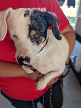 Rescue Mixed Breed Dogs for Adoption in Leander, Texas - Hope | PetCurious