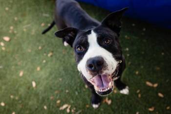 Rescue Pit Bull Terrier and Mixed Breed Dogs for Adoption in Orlando, Florida - AVOCADO | PetCurious