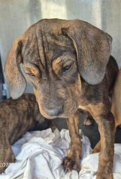 SAMUEL -  Hound Dog for Adoption in San Antonio, Texas - SAMUEL | PetCurious