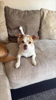 Retriever Dogs Available for Adoption in Aurora, Indiana - Latin Singer: Selena & Remey | PetCurious