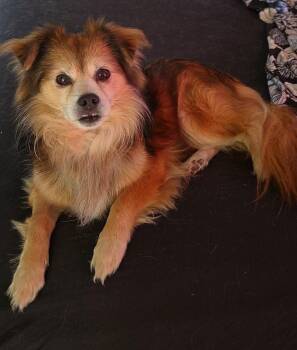 Brownie -  Mixed Breed Dog for Adoption in Owensboro, Kentucky - Brownie | PetCurious