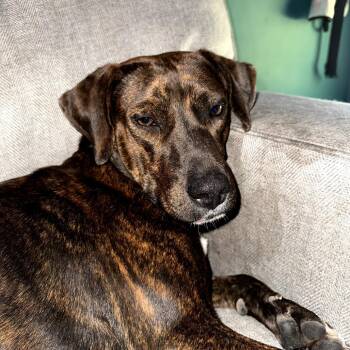 Plott Hound Dogs Available for Adoption - Piper | PetCurious