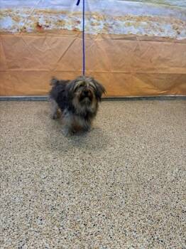 BENJI -  Yorkshire Terrier and Mixed Breed Dog for Adoption in Doral, Florida - BENJI | PetCurious