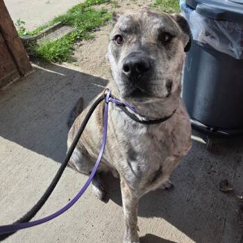 Cody -  Mixed Breed Dog for Adoption in Ballston Spa, New York - Cody | PetCurious