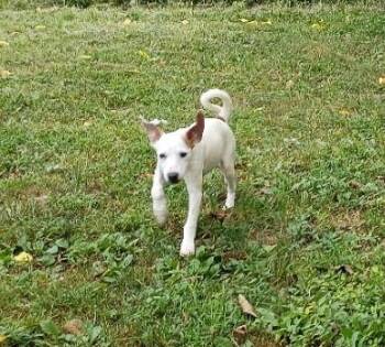 Adora -  Mixed Breed Dog for Adoption in Crocker, Missouri - Adora | PetCurious
