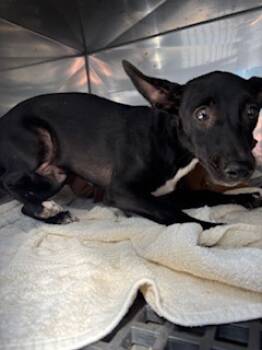 Rescue Terrier and Mixed Breed Dogs for Adoption in Honolulu, Hawaii - 59754391 | PetCurious