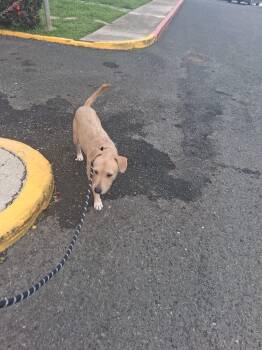 Pippi -  Labrador Retriever Dog for Adoption - Pippi | PetCurious