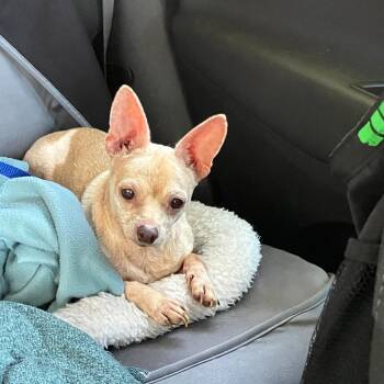 PALOMITA -  Chihuahua Dog for Adoption in Waterford, New Jersey - PALOMITA | PetCurious