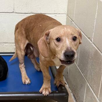 Theodore -  Dachshund and Mixed Breed Dog for Adoption in Tuscaloosa, Alabama - Theodore | PetCurious