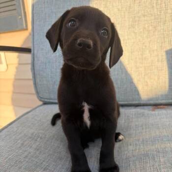 Denali -  Mixed Breed Dog for Adoption in Fredericksburg, Virginia - Denali | PetCurious