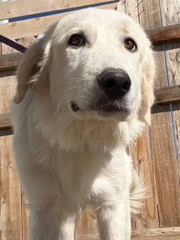Lilly aka Buffy -  Golden Retriever and Great Pyrenees Dog for Adoption in Severance, Colorado - Lilly Aka Buffy | PetCurious