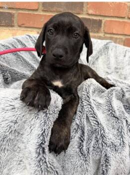 Cane Corso Dogs Available for Adoption - Woody | PetCurious