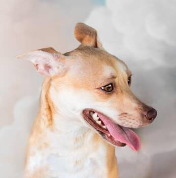 MJ -  Terrier Dog for Adoption in Pasadena, California - MJ | PetCurious