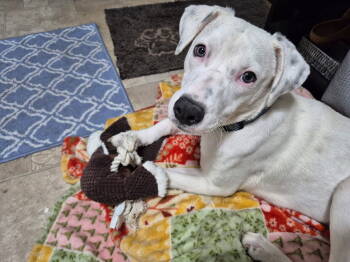 Rescue Labrador Retriever Dogs for Adoption in New London, Wisconsin - Charlie *deaf* | PetCurious