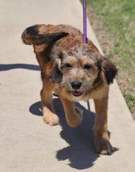 Schnauzer and Border Terrier Dogs Available for Adoption in Morrilton, Arkansas - Fable | PetCurious