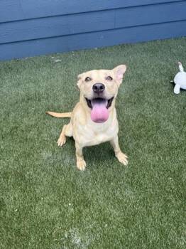 Layla -  Mixed Breed Dog for Adoption in Lafayette, Indiana - Layla | PetCurious