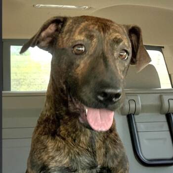 Sara Bella -  Plott Hound and Mixed Breed Dog for Adoption in Corpus Christi, Texas - Sara Bella | PetCurious