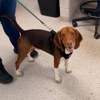 Beagle Dogs Available for Adoption - Rio | PetCurious