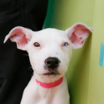Rescue Labrador Retriever Dogs for Adoption in Dallas, Texas - Donut | PetCurious