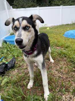 Rescue Husky Dogs for Adoption in Peconic, New York - Vivian | PetCurious