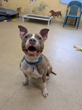 Bunny -  Pit Bull Terrier Dog for Adoption in Port Washington, New York - Bunny | PetCurious