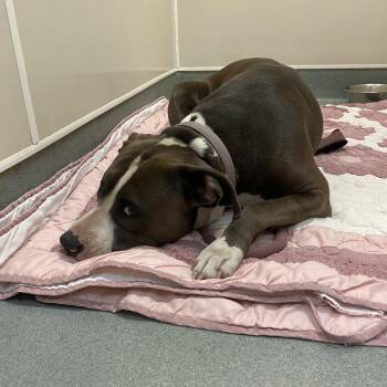 Pit Bull Terrier Dogs Available for Adoption - WAGS-Stray-21023_2_3_4 | PetCurious