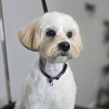Maltese Dogs Available for Adoption - Noah | PetCurious