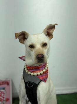 Luna-One of our Amazing Rescue Dogs -  Labrador Retriever and Carolina Dog Dog for Adoption in Carlsbad, California - Luna-One Of Our Amazing Rescue Dogs | PetCurious