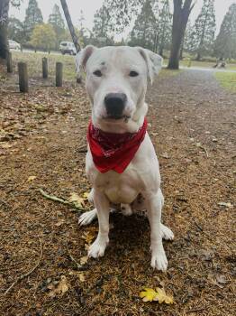 Rescue Dogo Argentino Dogs for Adoption in Olympia, Washington - Casper | PetCurious