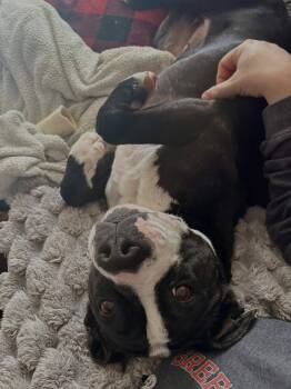 Boxer Dogs Available for Adoption - Bonnie | PetCurious