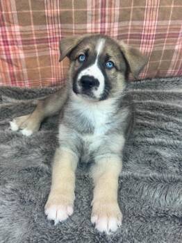 Husky and Presa Canario Dogs Available for Adoption in Phoenix, Arizona - Pimenton | PetCurious