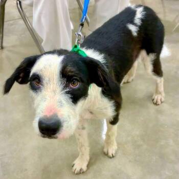 Cammie -  Poodle Dog for Adoption in Alexander, Arkansas - Cammie | PetCurious