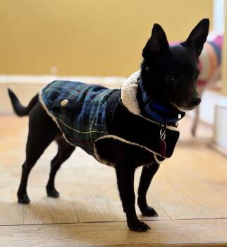 Jack Russell Terrier and Chihuahua Dogs Available for Adoption - Onyx  | PetCurious
