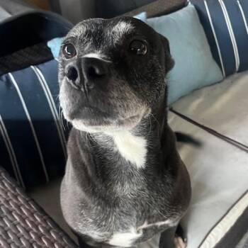 Australian Cattle Dog Blue Heeler and Terrier Dogs Available for Adoption in Bethel, Connecticut - Shiloh  3 YEARS IN A SHELTER!!  GOOD W CATS/DOGS/KIDS | PetCurious