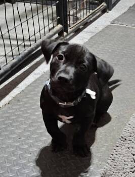 Maxwell -  Black Labrador Retriever and Dachshund Dog for Adoption in Plainfield, New Hampshire - Maxwell | PetCurious