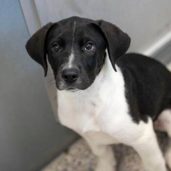 Hickory (JN26-27) -  Black Labrador Retriever and Mixed Breed Dog for Adoption in Peyton, Colorado - Hickory (JN26-27) | PetCurious