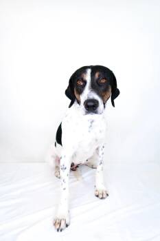Hound Dogs Available for Adoption in Bixby, Oklahoma - Amelia | PetCurious