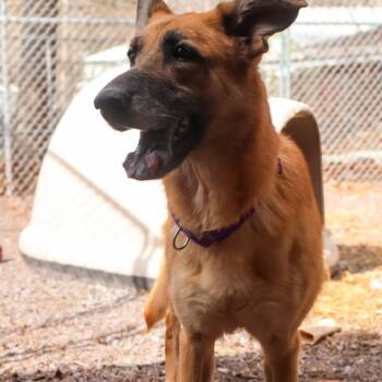 German Shepherd Dog Dogs Available for Adoption - Sadie(26-092) | PetCurious