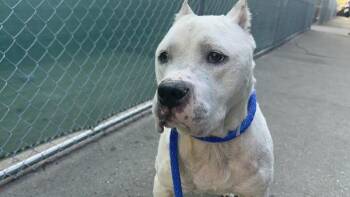 Mixed Breed Dogs Available for Adoption in New York, New York - Milky White | PetCurious