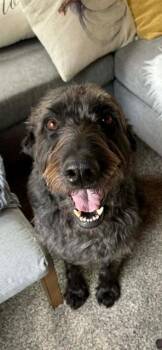 Labrador Retriever and Poodle Dogs Available for Adoption in Newaygo, Michigan - MAGGIE | PetCurious