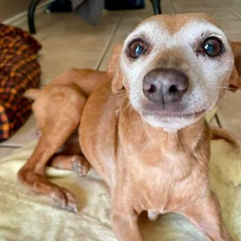Miniature Pinscher and Chihuahua Dogs Available for Adoption in Warren, Rhode Island - Hula Hoop | PetCurious