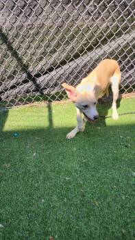 Vixen -  Cattle Dog Dog for Adoption in New Kensington, Pennsylvania - Vixen | PetCurious
