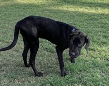 Midnight - Sweet 40lb Girl! -  Labrador Retriever and Plott Hound Dog for Adoption in Fort Myers, Florida - Midnight - Sweet 40lb Girl! | PetCurious